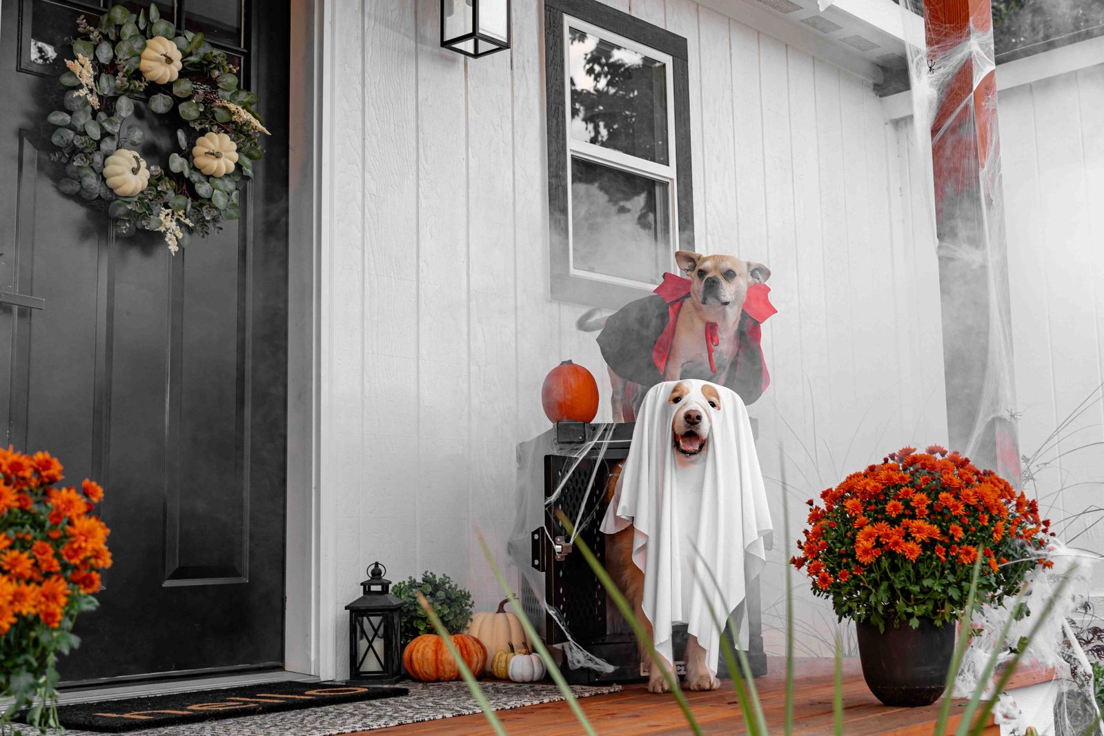 Zwei unterschiedliche Hunde in Halloween-Kostümen auf einer herbstlich dekorierten Veranda