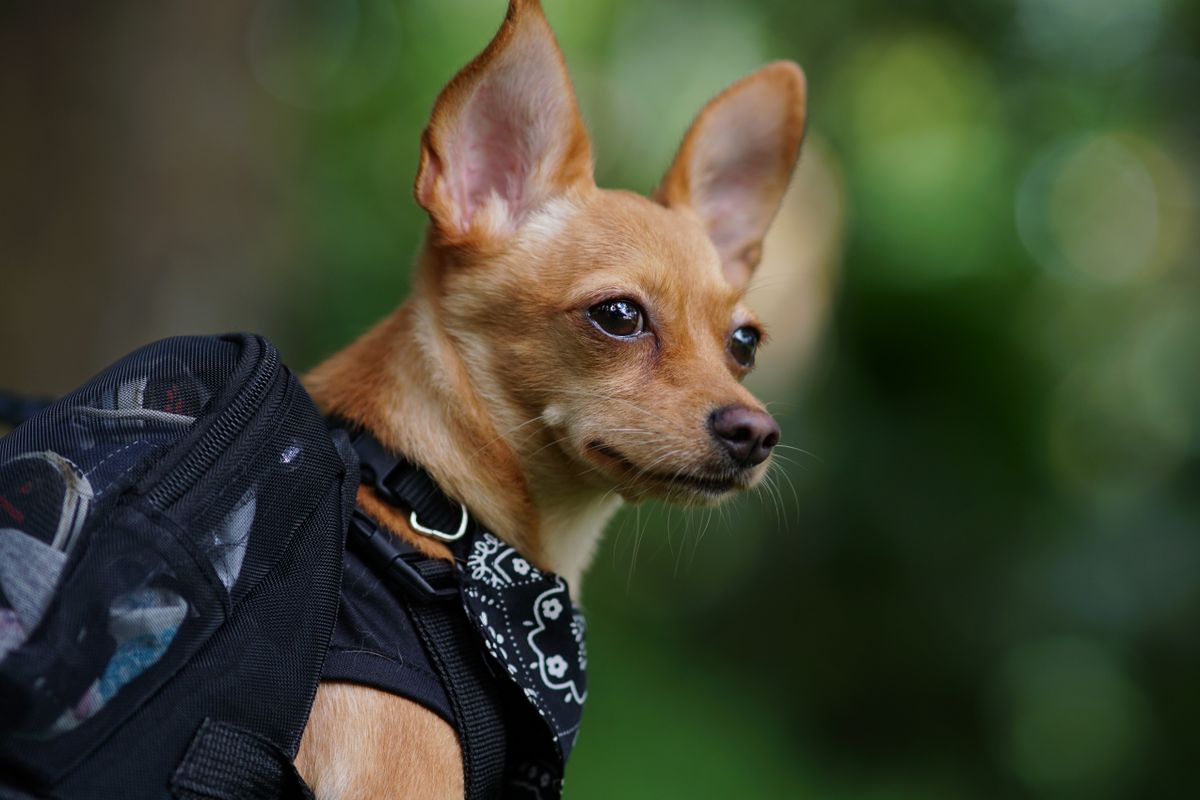 Chihuahua trägt ein gemustertes Halstuch in Nahaufnahme