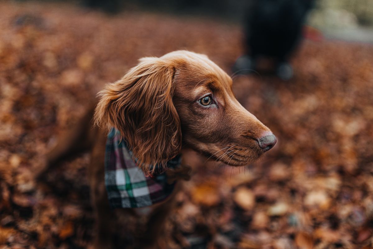 Hund mit herbstlichem Halstuch statt Kostüm liegt entspannt im Laub
