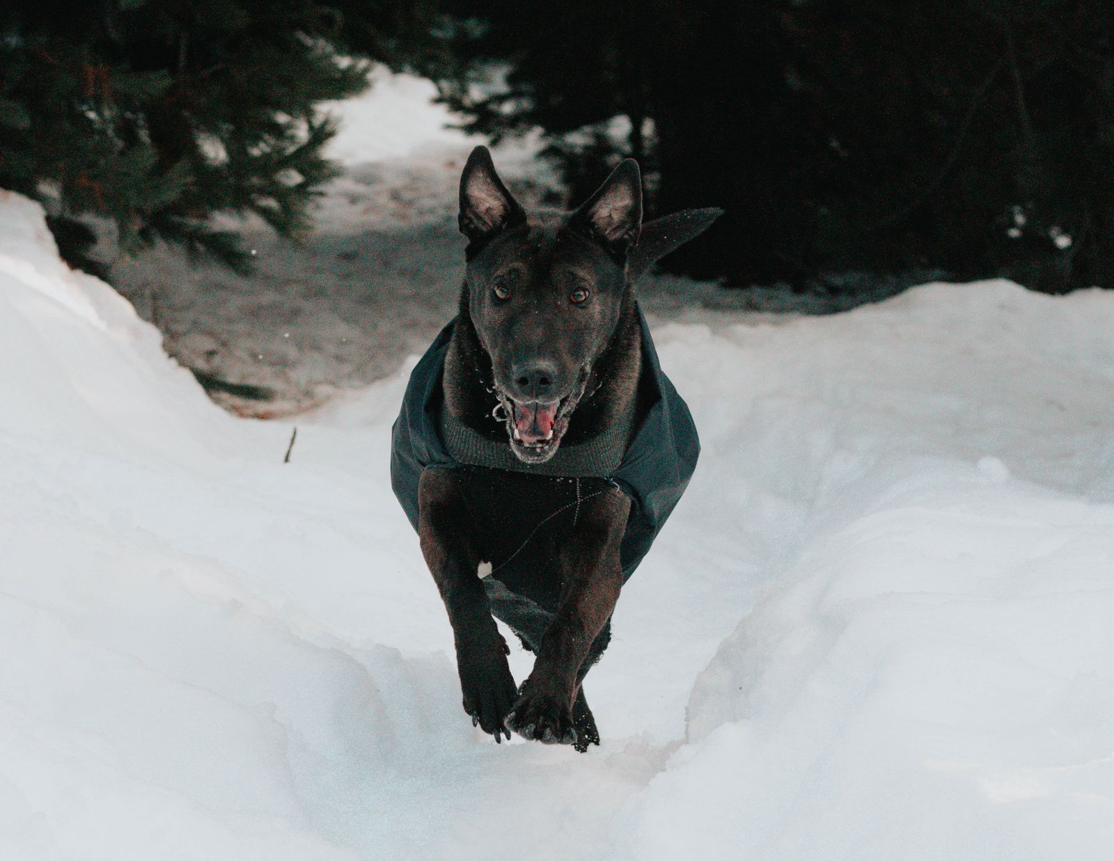 Hund mit Mantel läuft fröhlich durch einen verschneiten Wald