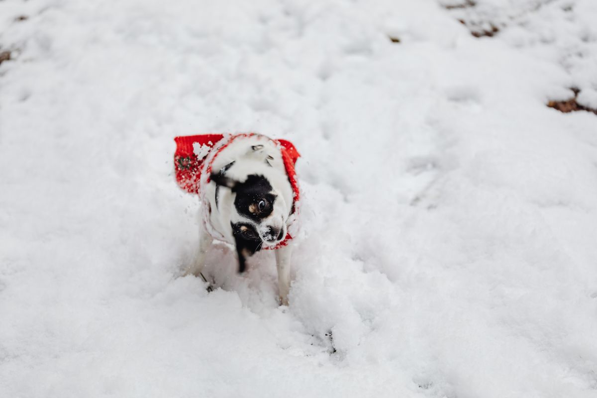 Hund im roten Pullover spielt im Schnee
