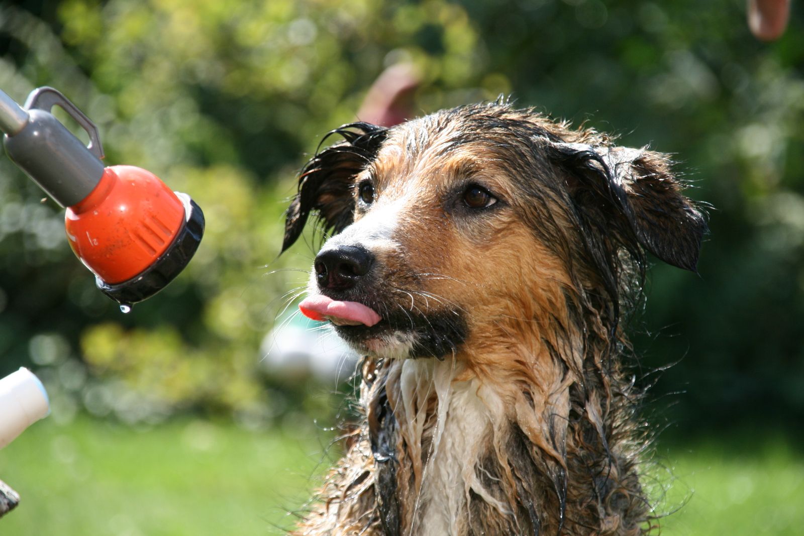 Wet dog being rinsed off with a garden hose in the yard on a sunny summer day