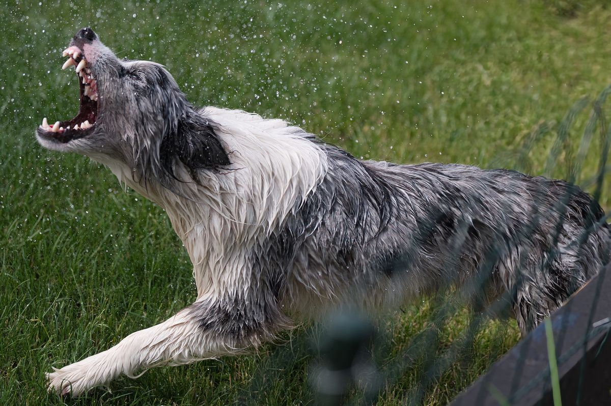 Border Collie shaking water out of its coat
