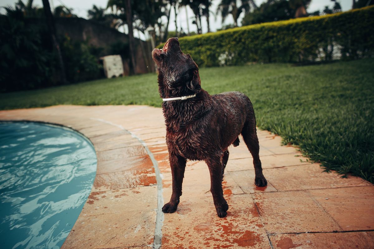 Wet Labrador drying off by the pool in the summer sun after a swim
