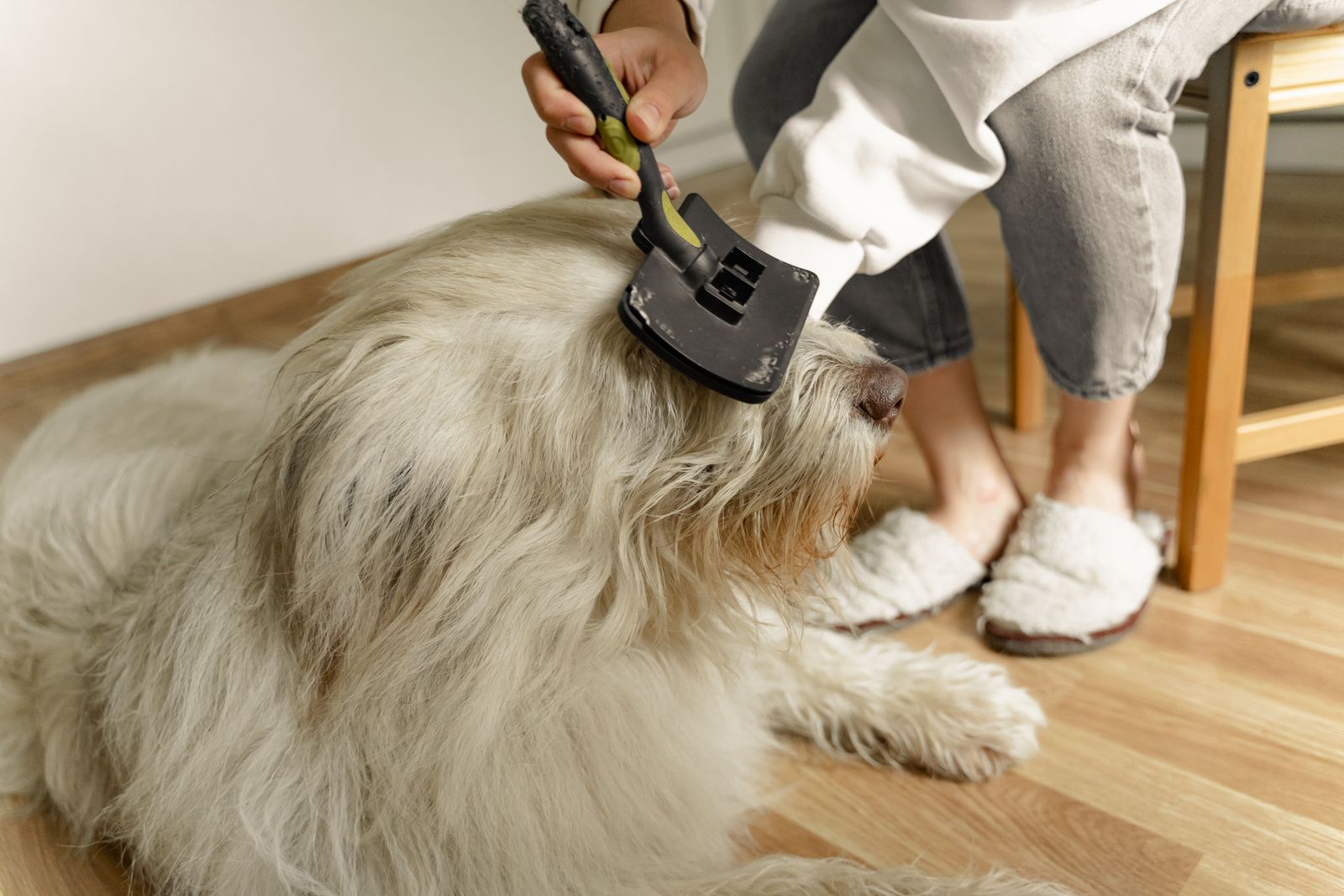 Large shaggy dog being brushed with a slicker brush on a wooden floor at home
