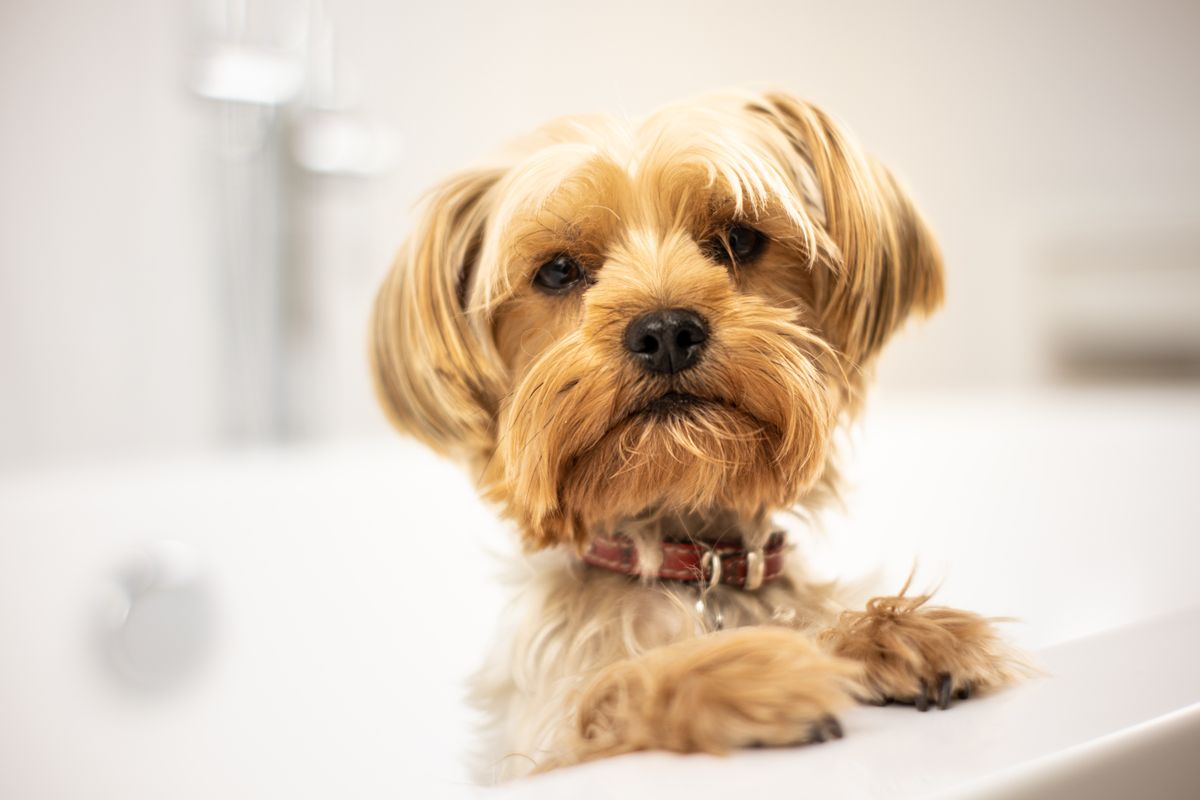 Kleiner Yorkshire Terrier steht neugierig in der Badewanne und wartet aufs Baden