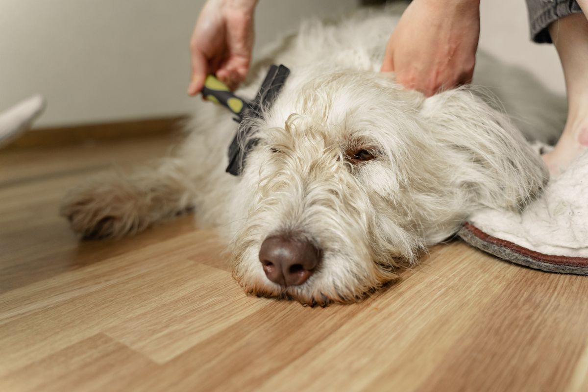 Flauschiger weißer Hund wird zu Hause auf dem Holzboden gebürstet