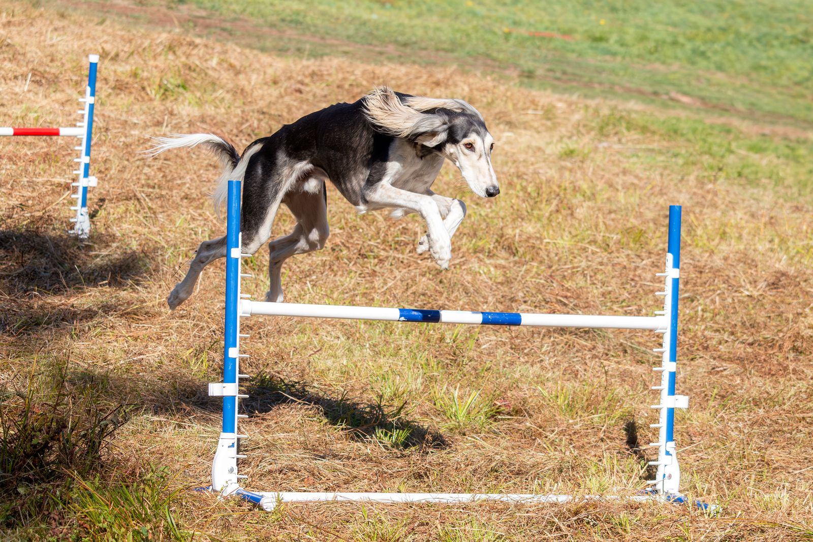 Dog jumps focused over a hurdle on an agility course in a meadow