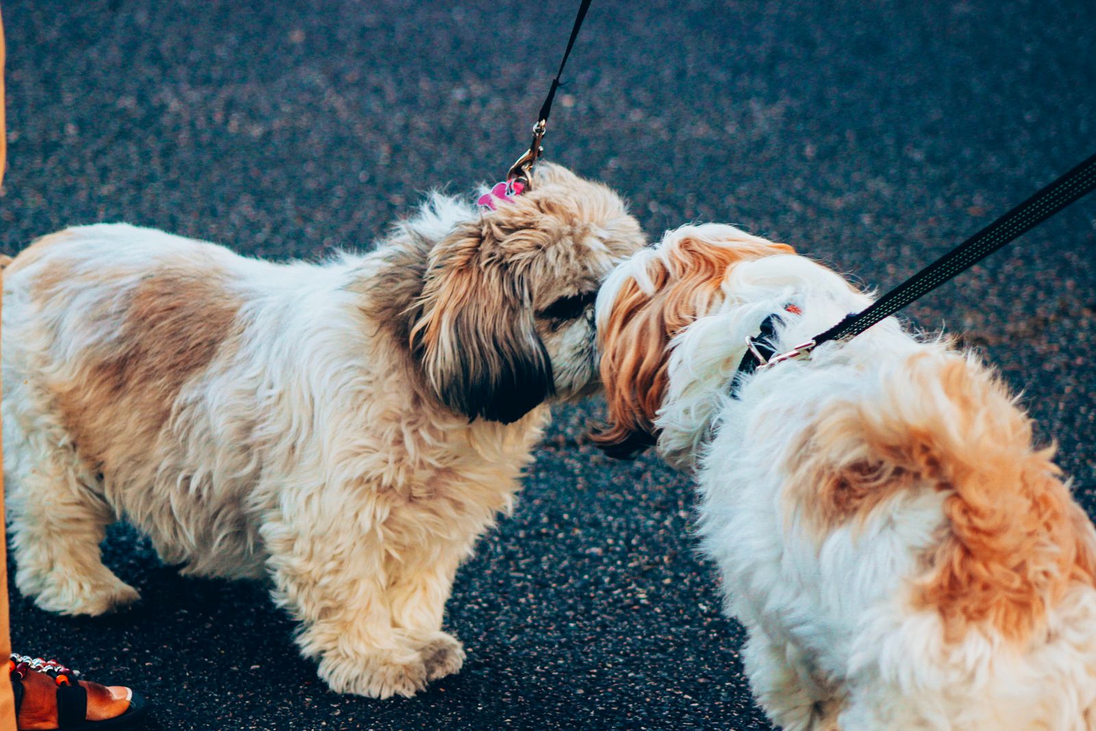 Zwei Hunde begegnen sich an der Leine und beschnuppern sich vorsichtig