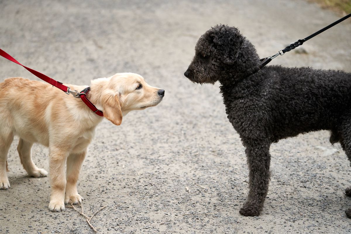 Zwei Hunde stehen sich in aufmerksamer Körperhaltung gegenüber