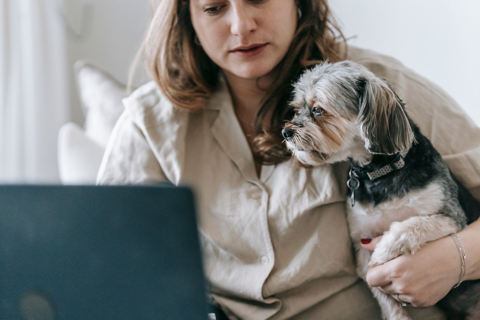 Frau in Alltagskleidung arbeitet am Laptop und hält einen Morkie-Hund im Arm, Hund anmelden und Hundesteuer
