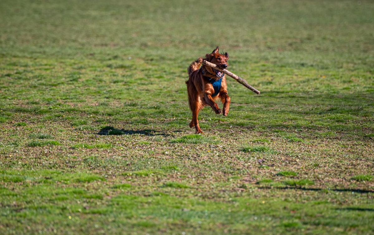 Hund rennt fröhlich über eine Wiese und trägt einen Stock im Maul