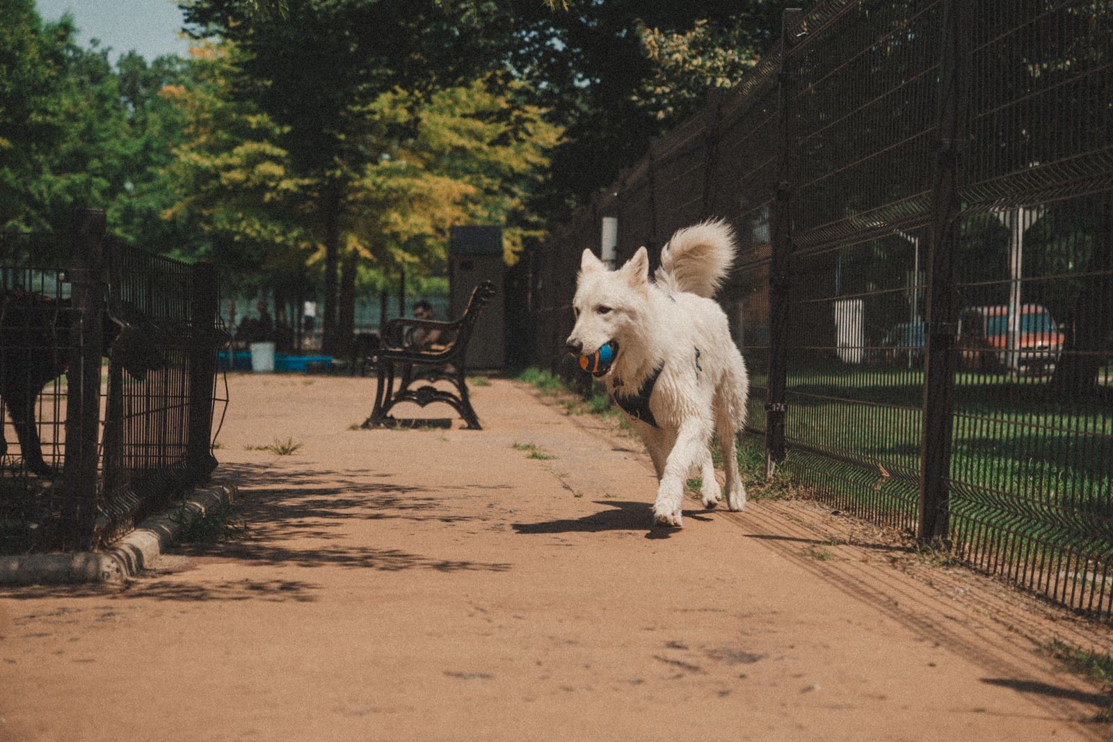 White dog running with a ball in its mouth along the sandy path of a fenced city dog park