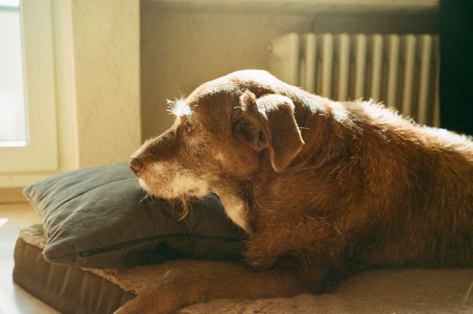 Entspannter Hund liegt friedlich in einem sonnigen Zimmer