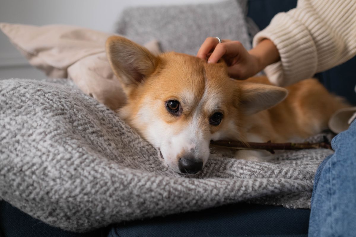 Hund liegt entspannt auf einem Sofa