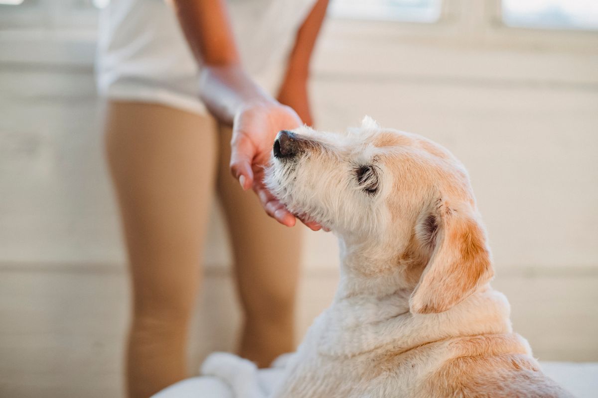 Hand streichelt sanft einen Hund im hellen Zimmer