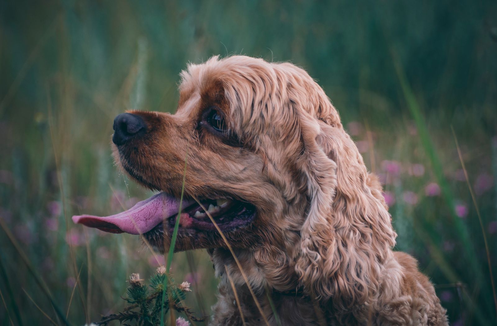 Cocker Spaniel with long floppy ears in the grass