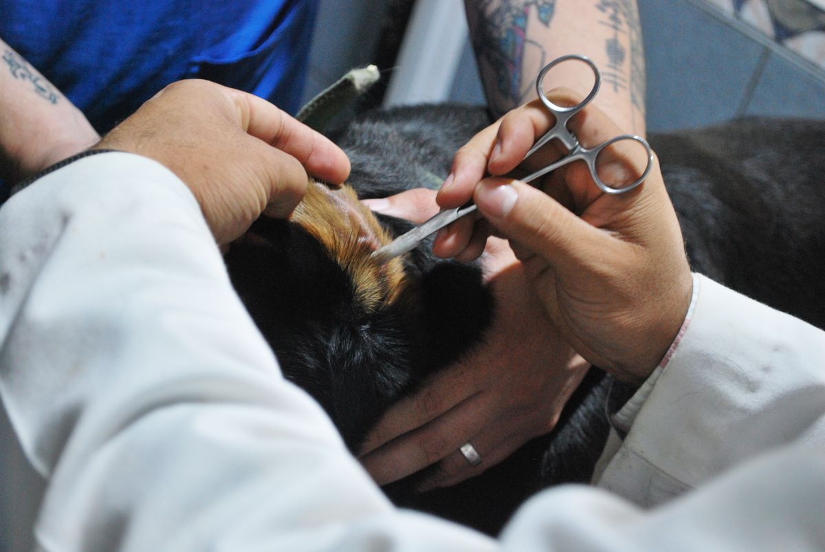 Close-up of a dog's ear being examined