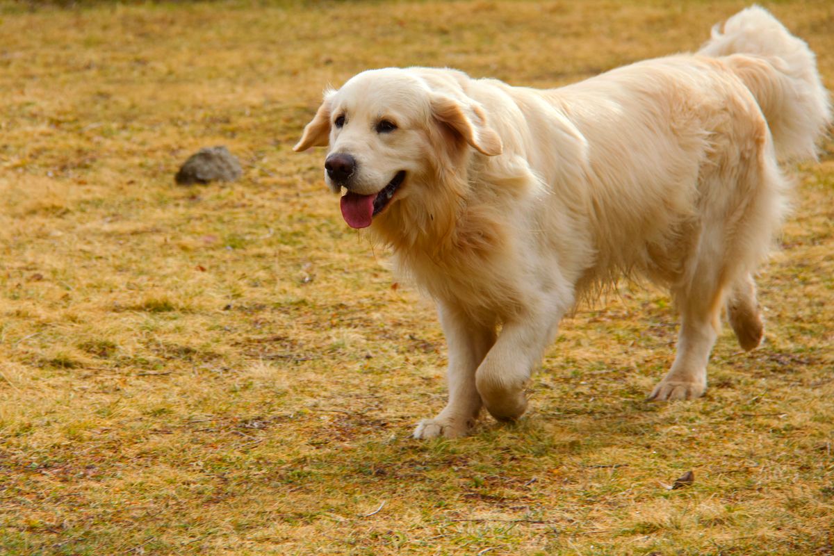 Young Golden Retriever running across a meadow