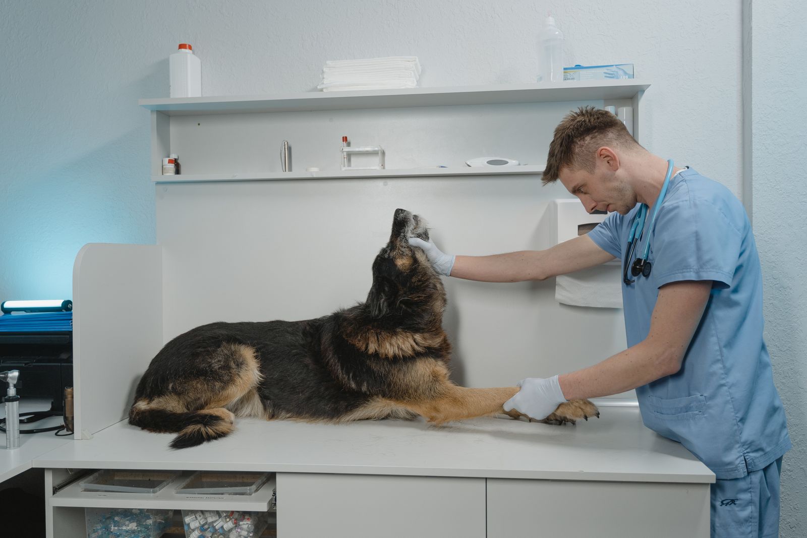 Hund wird in einer Tierarztpraxis von einer Tierärztin untersucht