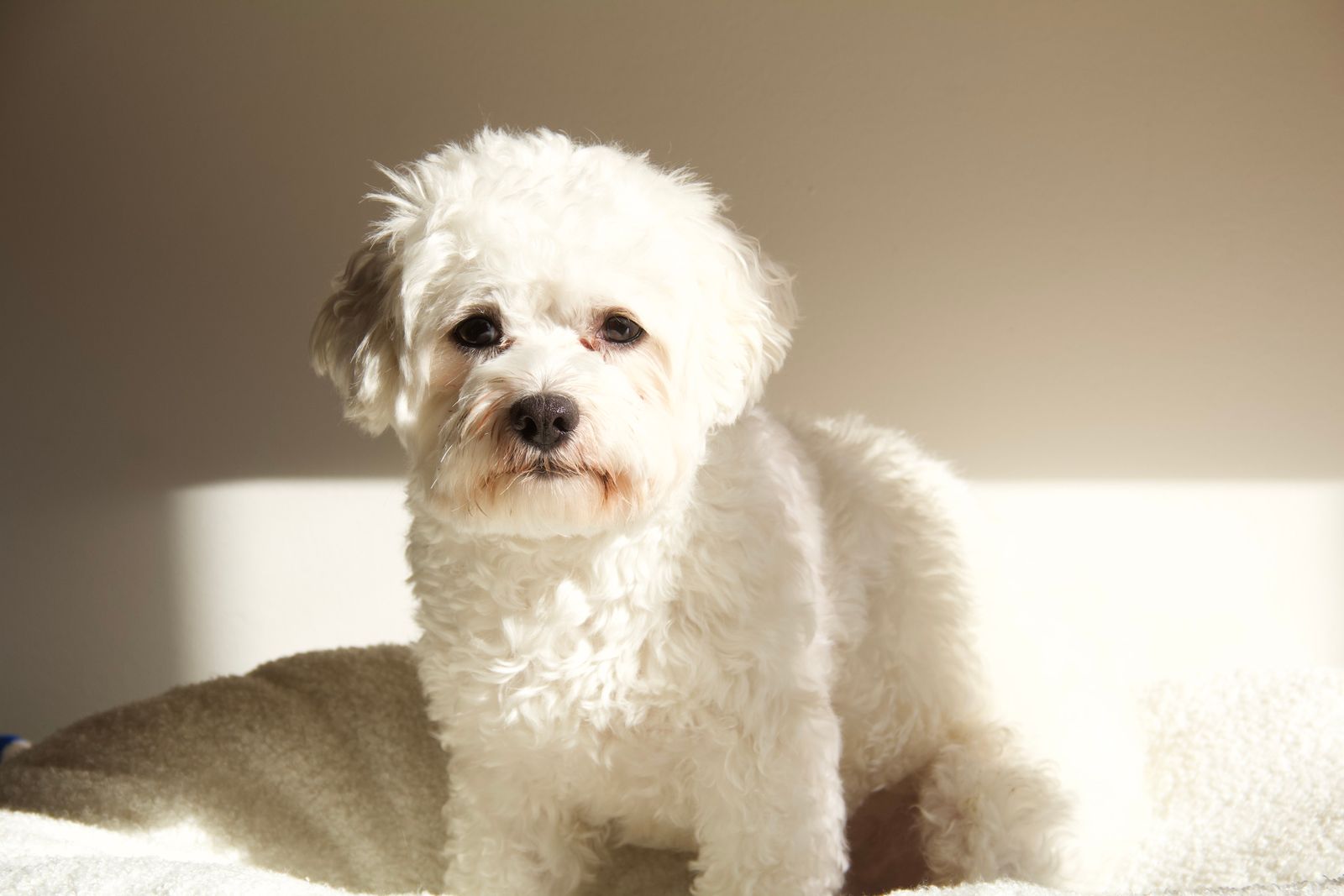 Small white Bichon Frise with fluffy coat, small dogs that shed little