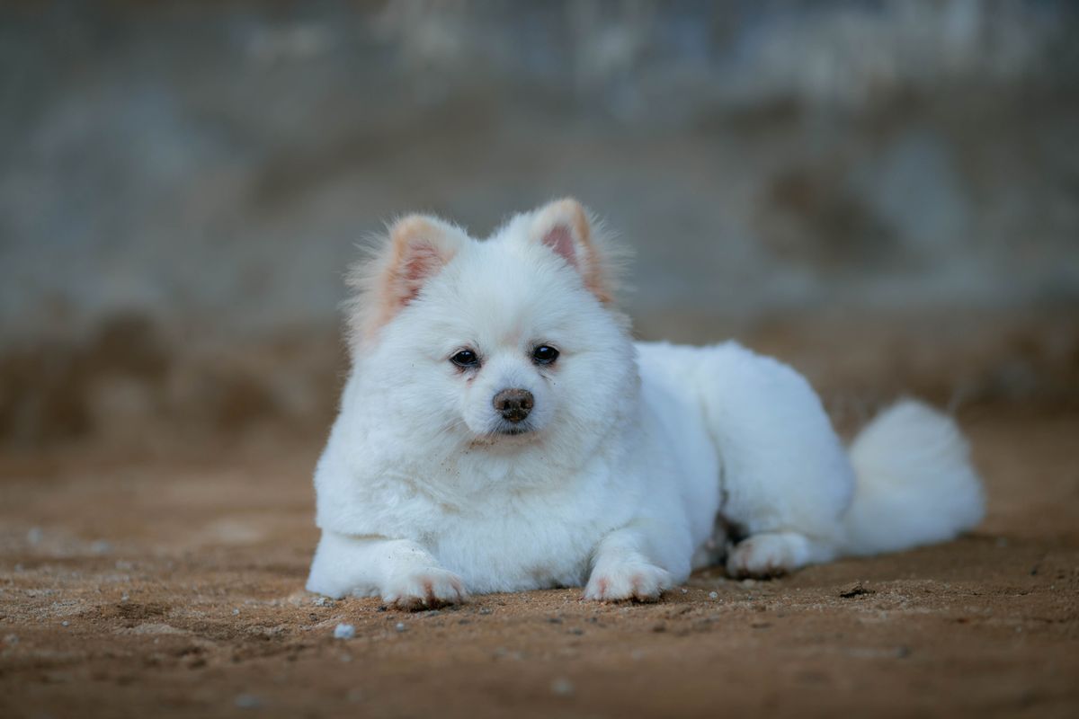 Pomeranian with a dense, fluffy double coat lying on a light background
