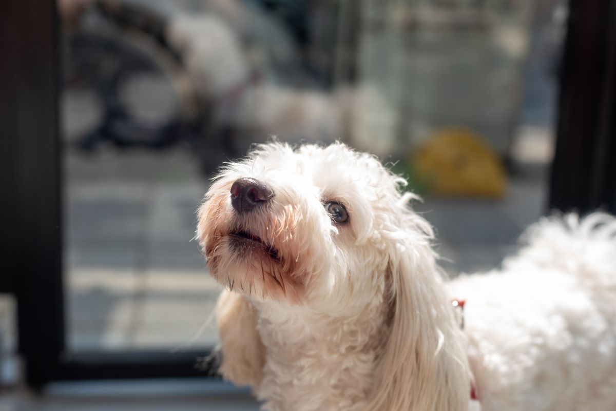 Kleiner Hund mit lockigem weißem Fell wird draußen aufmerksam fotografiert