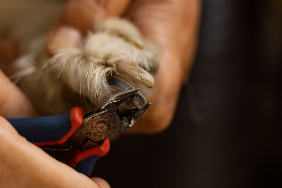 Close-up of a dog's nail being trimmed with nail clippers
