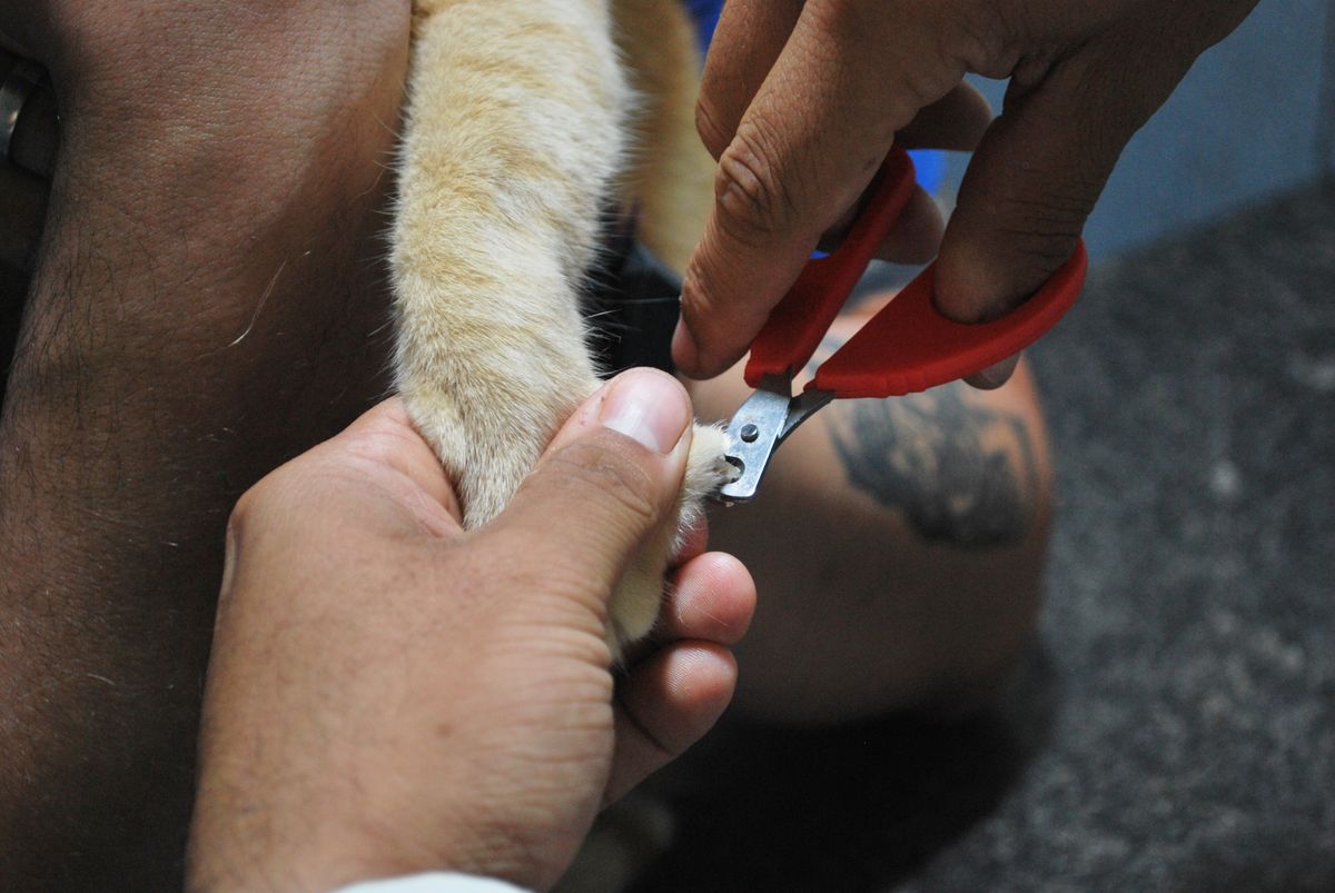A dog's paw held gently in a hand for nail care