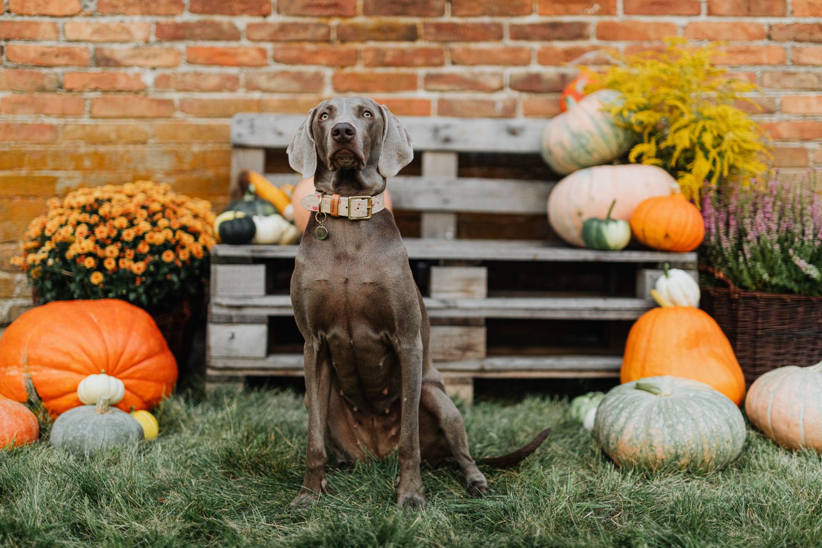 Weimaraner sitzt zwischen Kürbissen und Herbstblumen vor einer Backsteinmauer