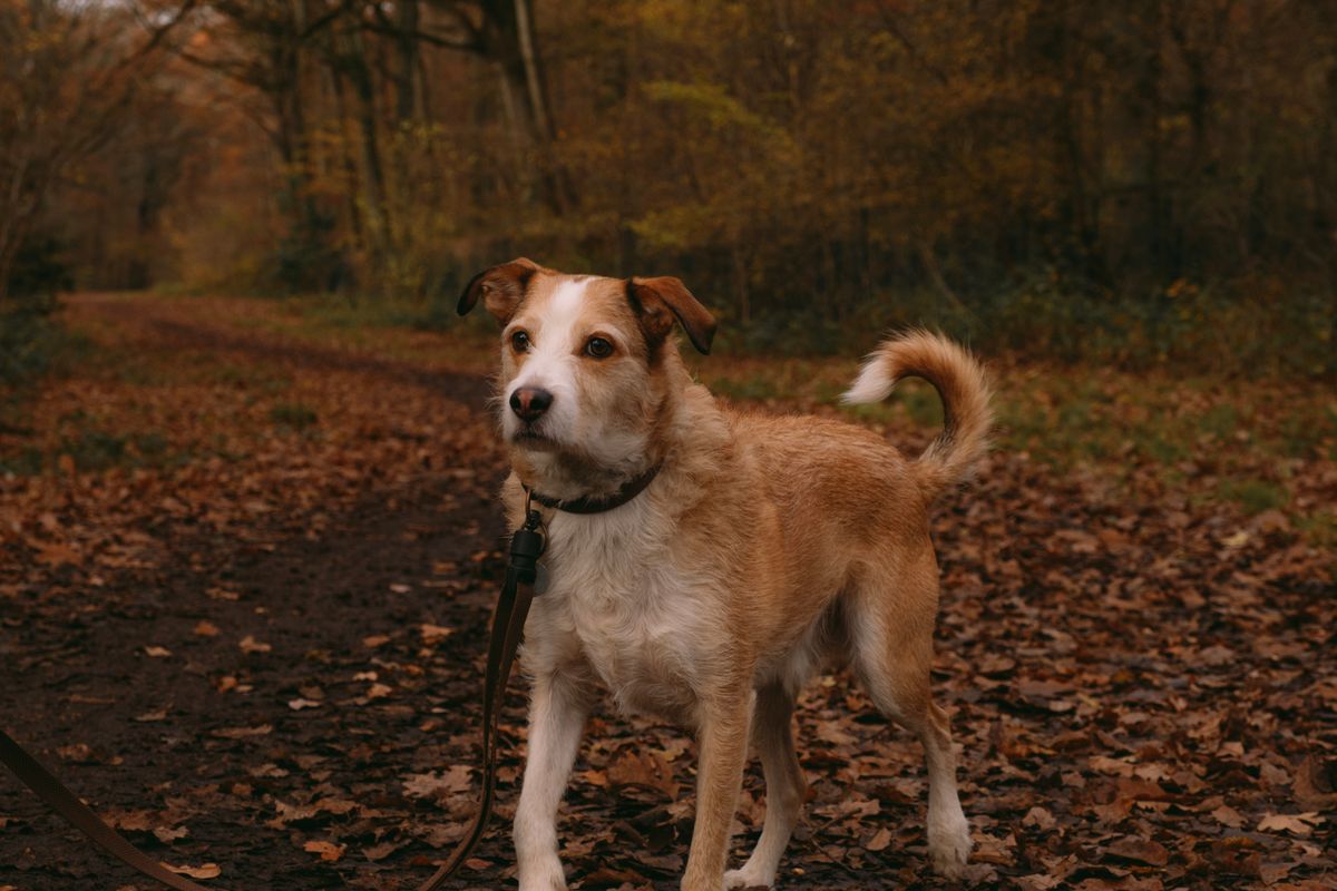 A female dog on a leash with an alert gaze on a forest path