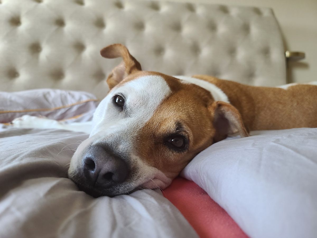 Älterer Hund liegt ruhig auf einem weichen Bett und schaut aufmerksam
