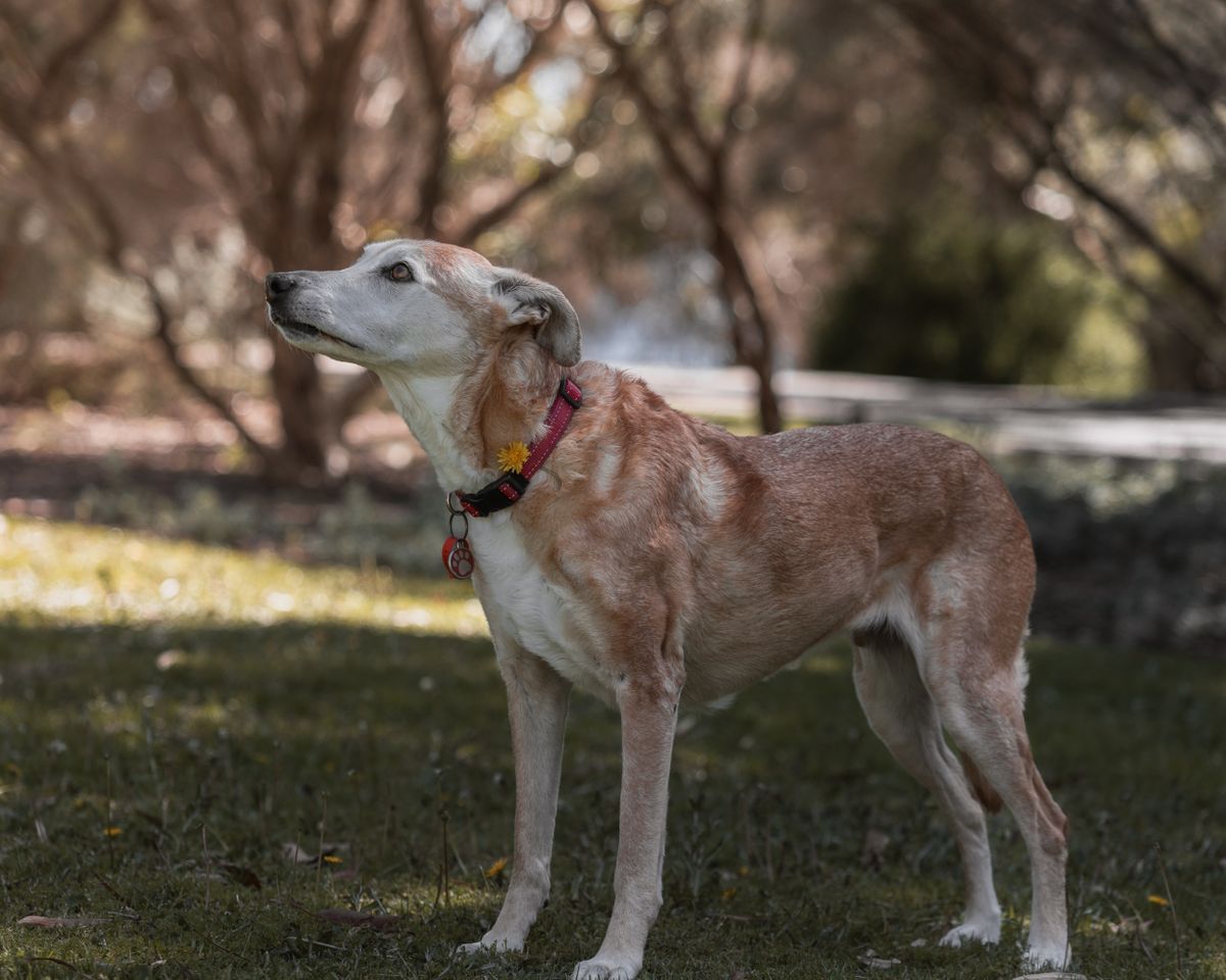 Älterer Hund geht ruhig und schnüffelnd an lockerer Leine spazieren