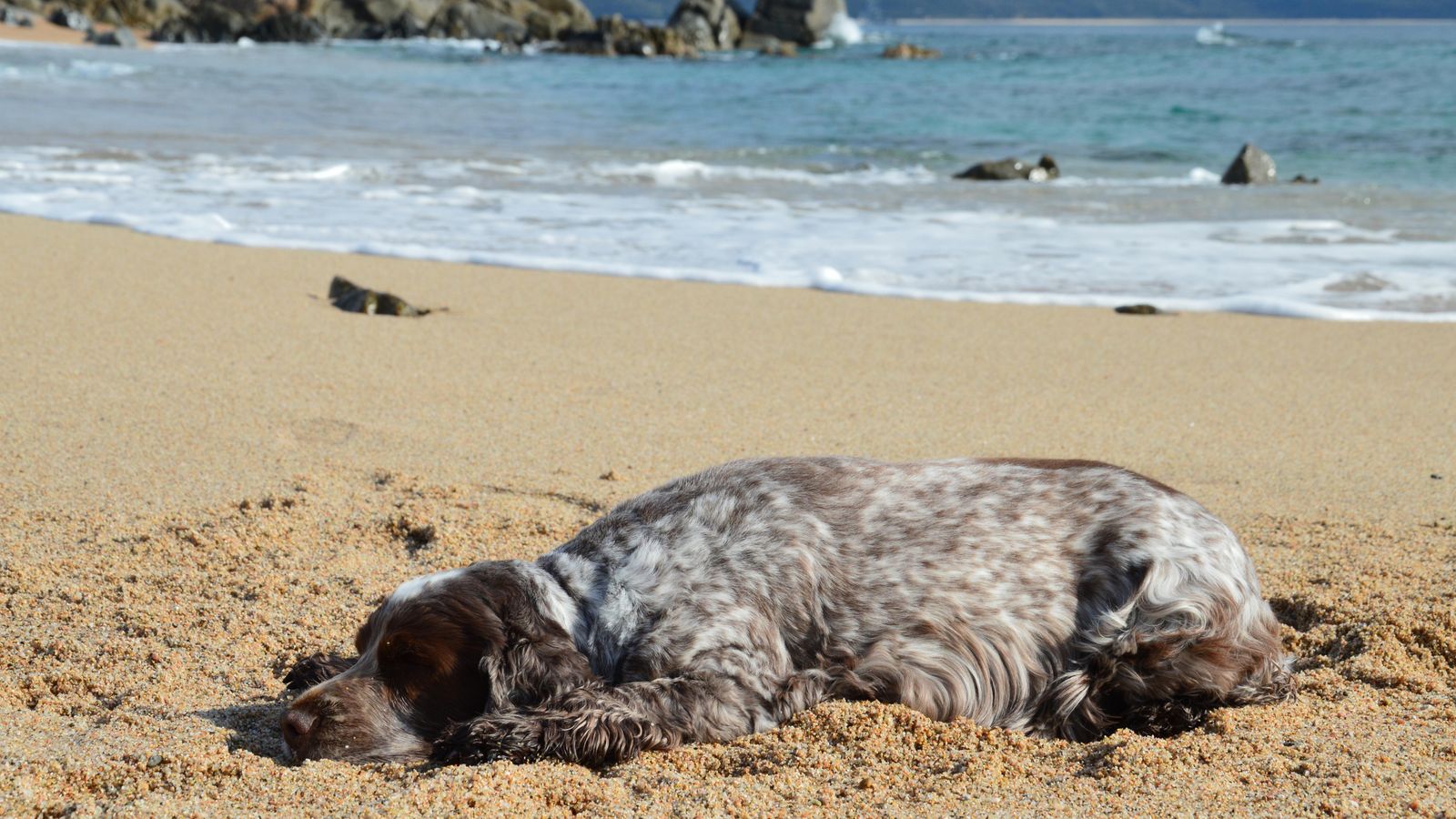 Hund liegt entspannt an einem Mittelmeerstrand in der Abendsonne