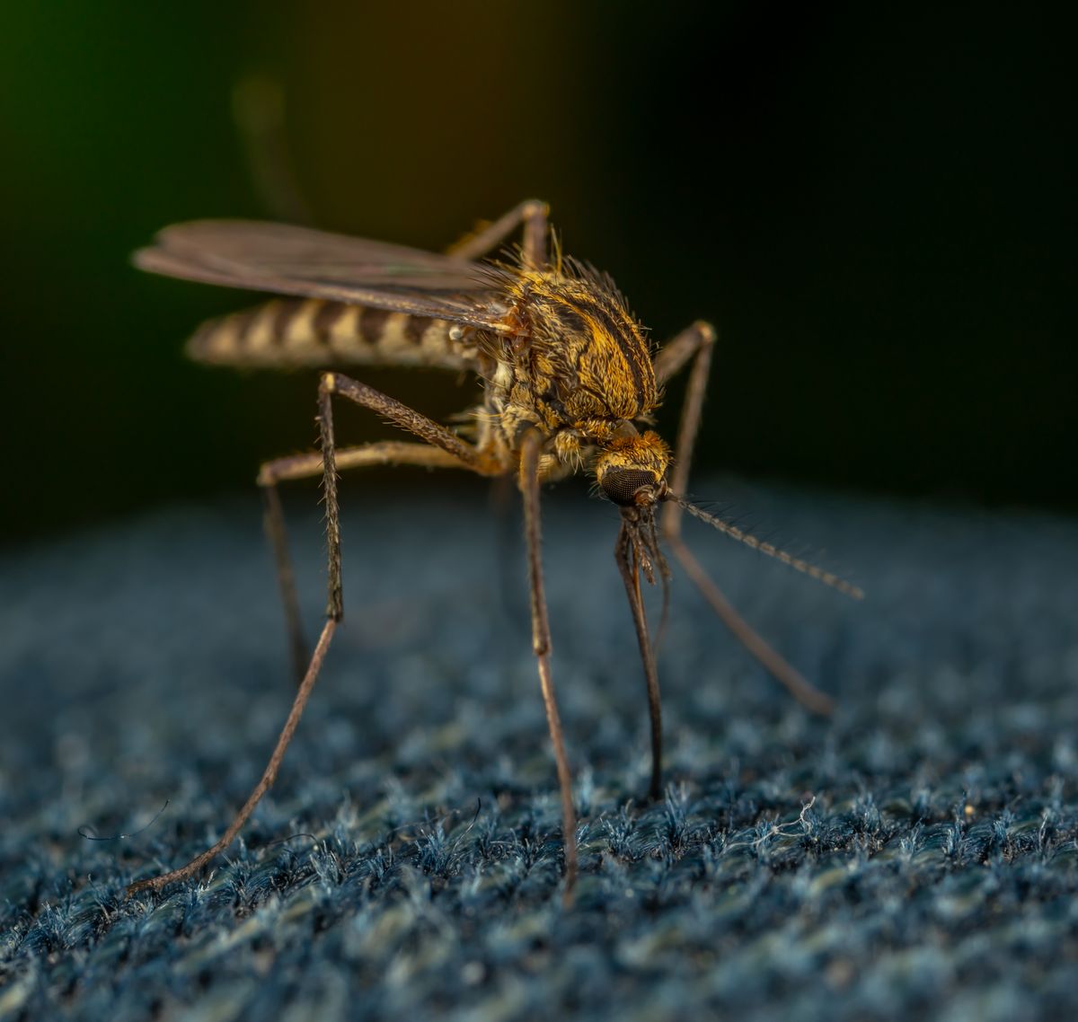 Nahaufnahme einer Mücke, stellvertretend für die Sandmücke als Überträger der Leishmaniose