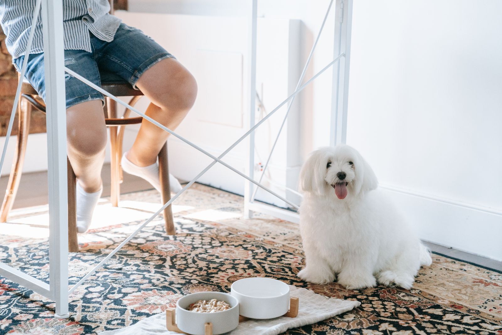 Kleiner weißer Hund sitzt neben seinen gefüllten Näpfen und schaut zu seinem Menschen