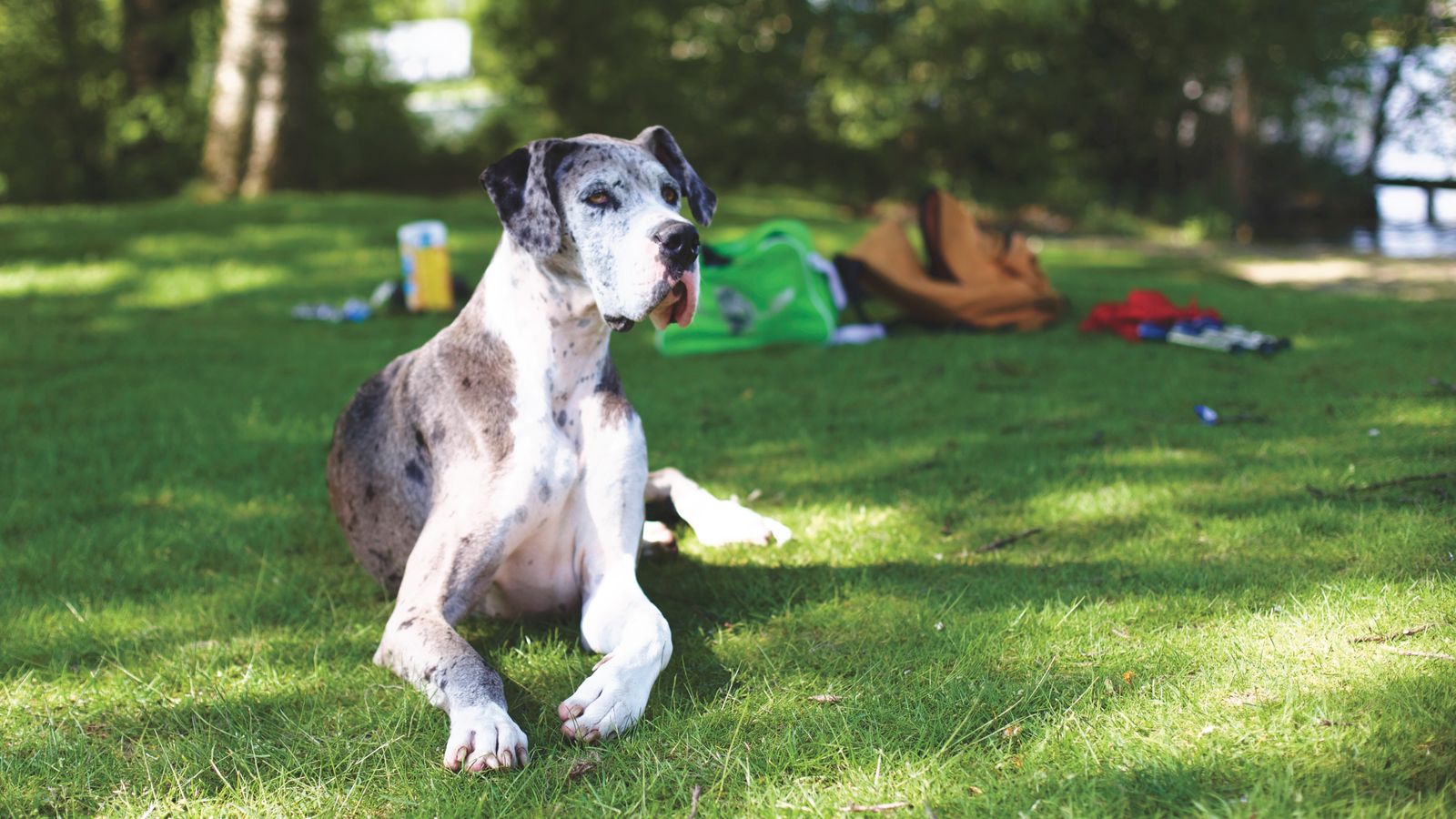 Großer, tiefbrüstiger Hund liegt entspannt auf einer sonnigen Wiese im Park