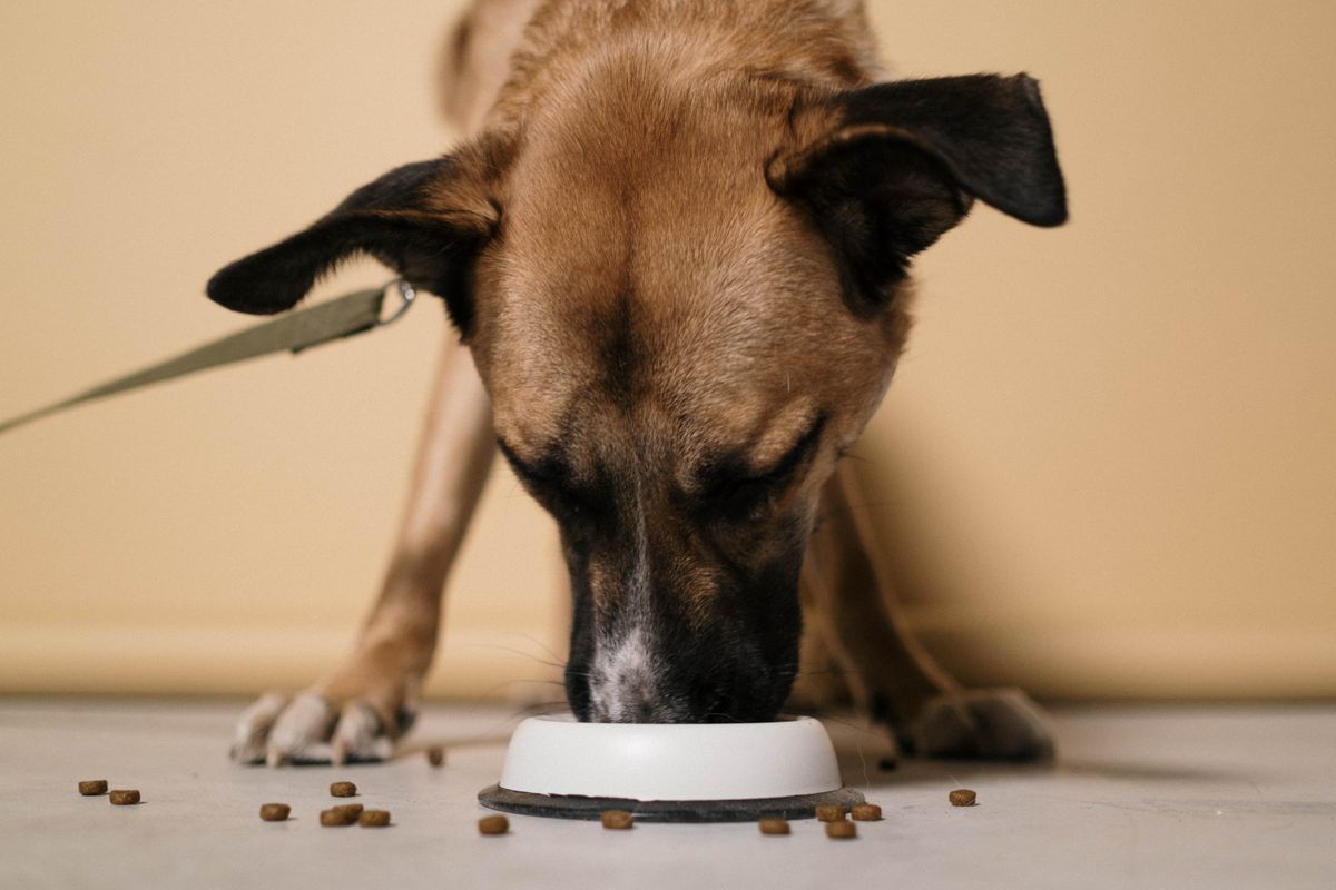 Großer brauner Hund frisst ruhig Trockenfutter aus einem Napf am Boden