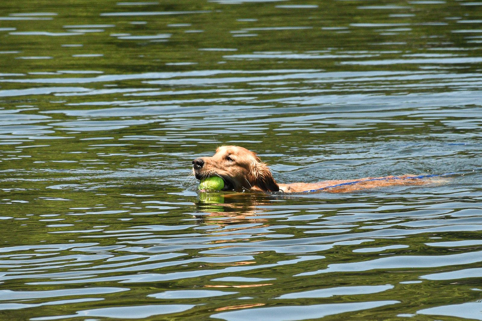 Golden Retriever schwimmt fröhlich durch einen ruhigen See an einem sonnigen Tag