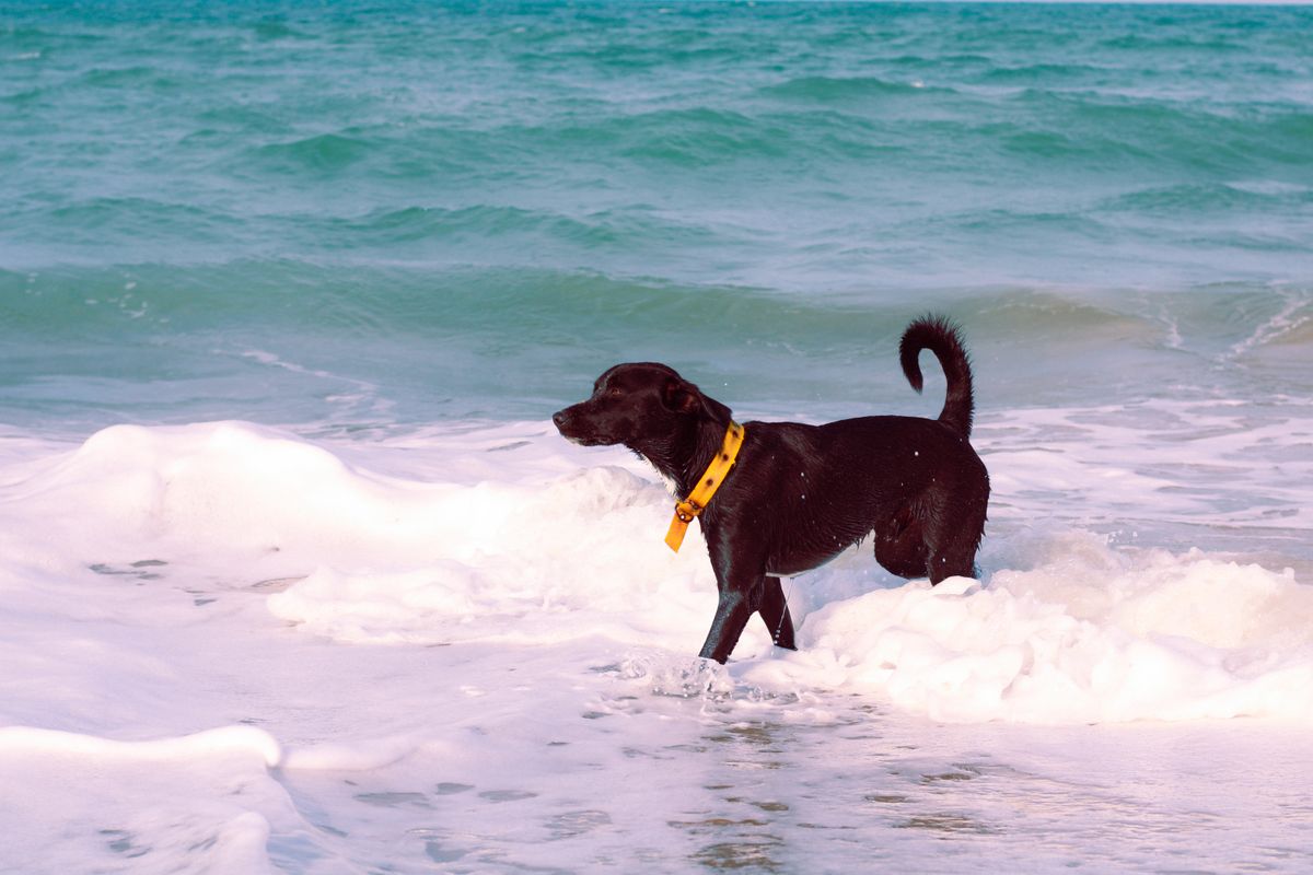 Schwarzer Hund spielt an einem sonnigen Tag in den Wellen am Meer