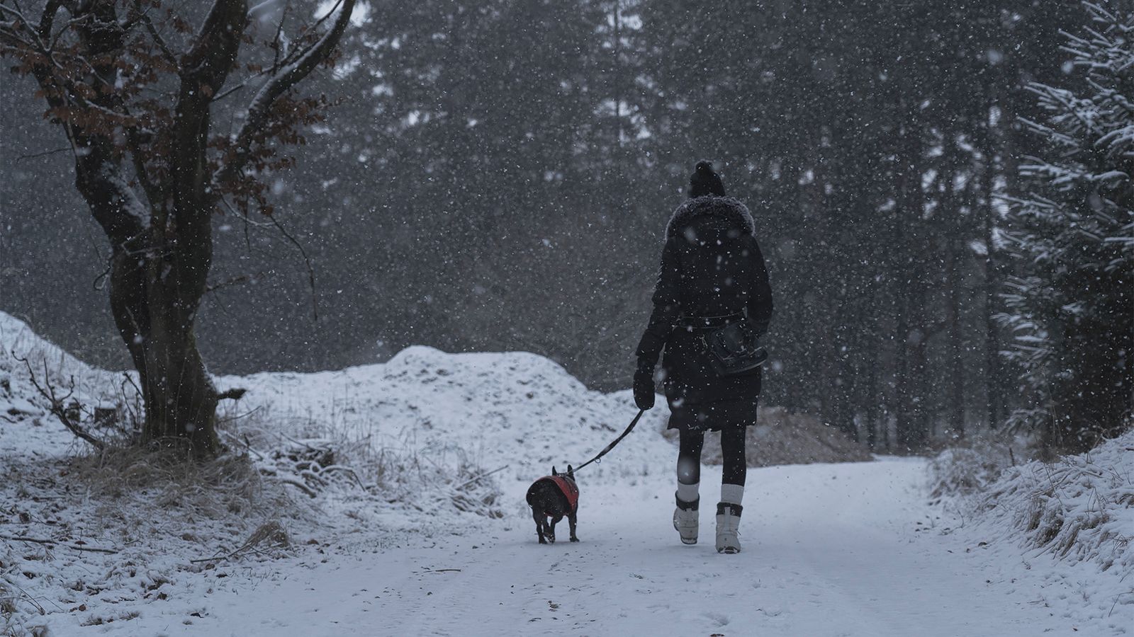 Person geht im Schneefall mit Hund auf einem Waldweg spazieren