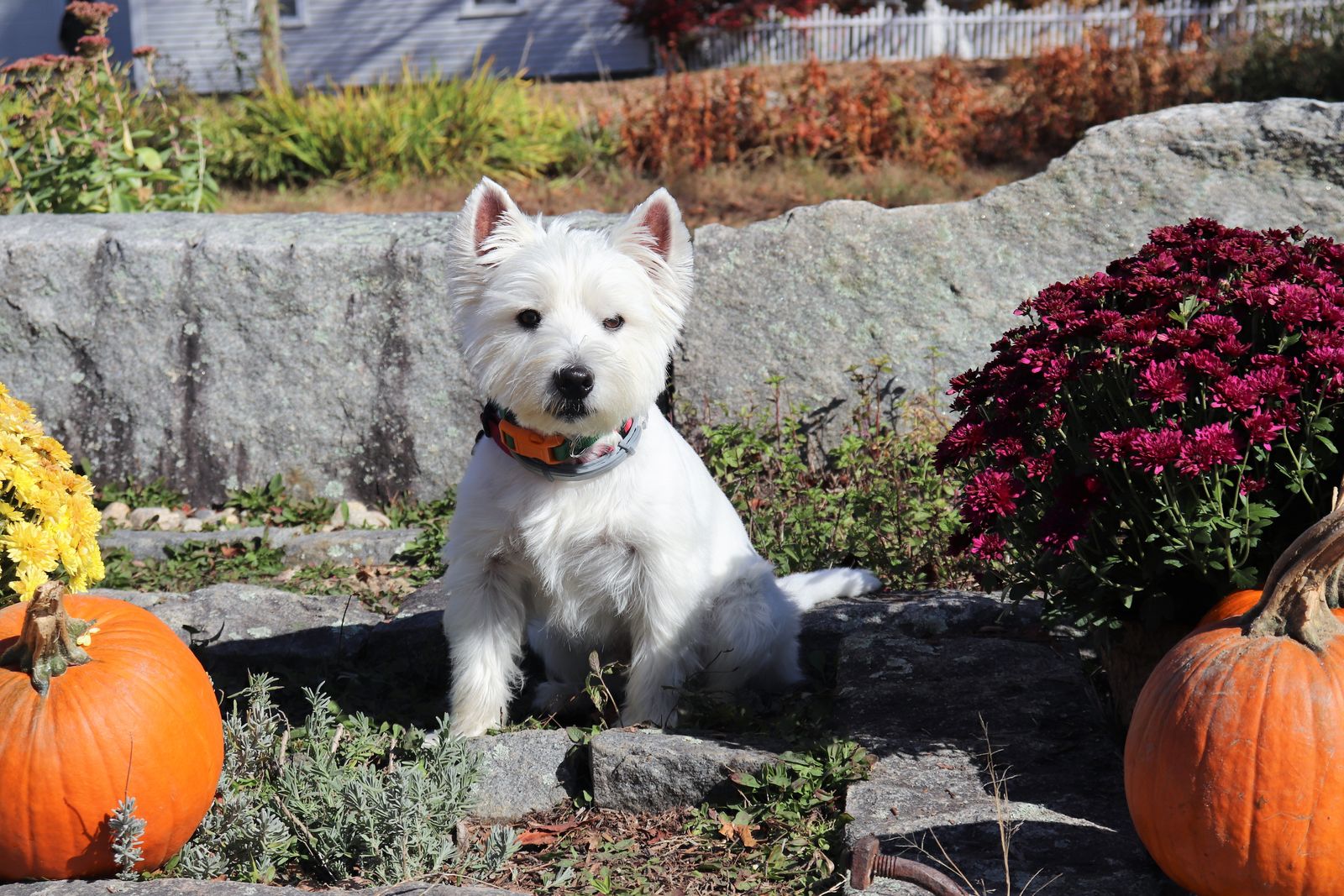 Weißer Terrier mit Halstuch sitzt zwischen Kürbissen im herbstlichen Garten