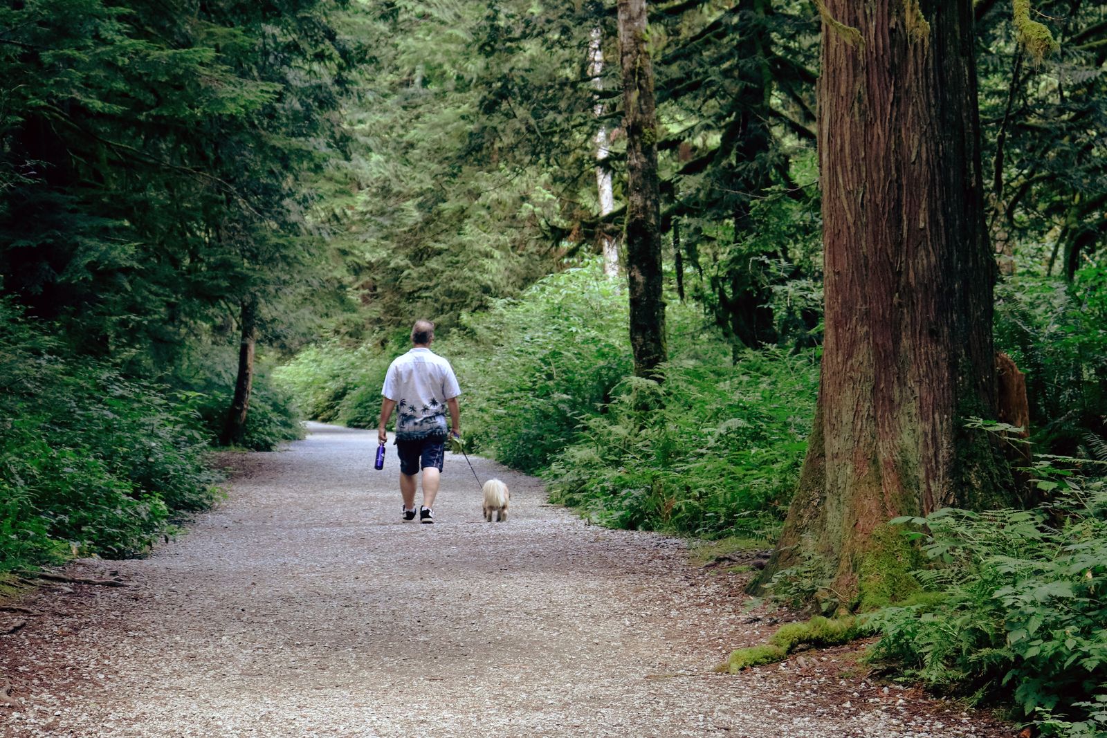 Hund läuft an einem heißen Sommertag auf einem schattigen Waldweg statt auf dem Asphalt