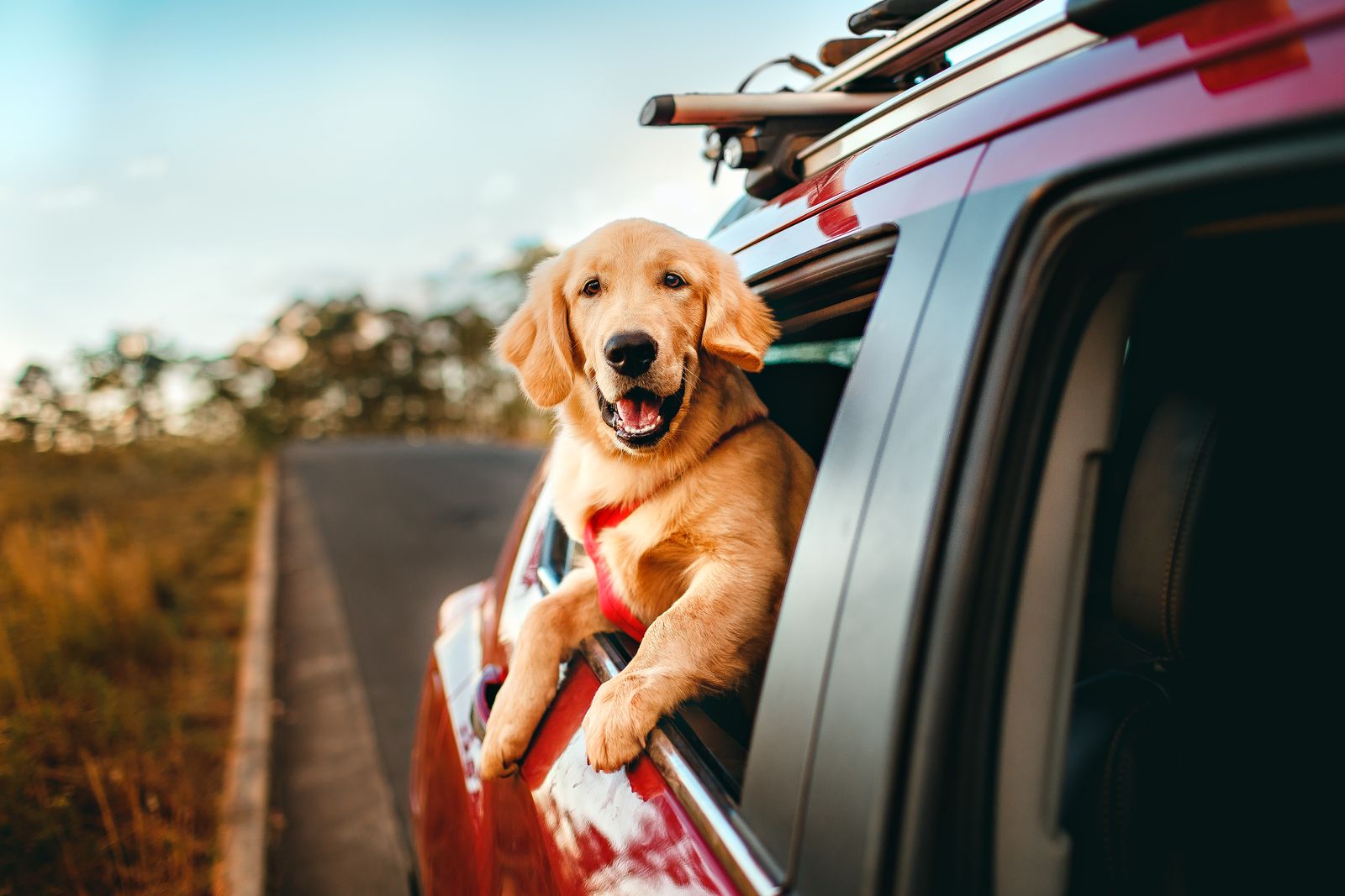 Fröhlicher Hund lehnt sich aus dem Autofenster während einer Reise