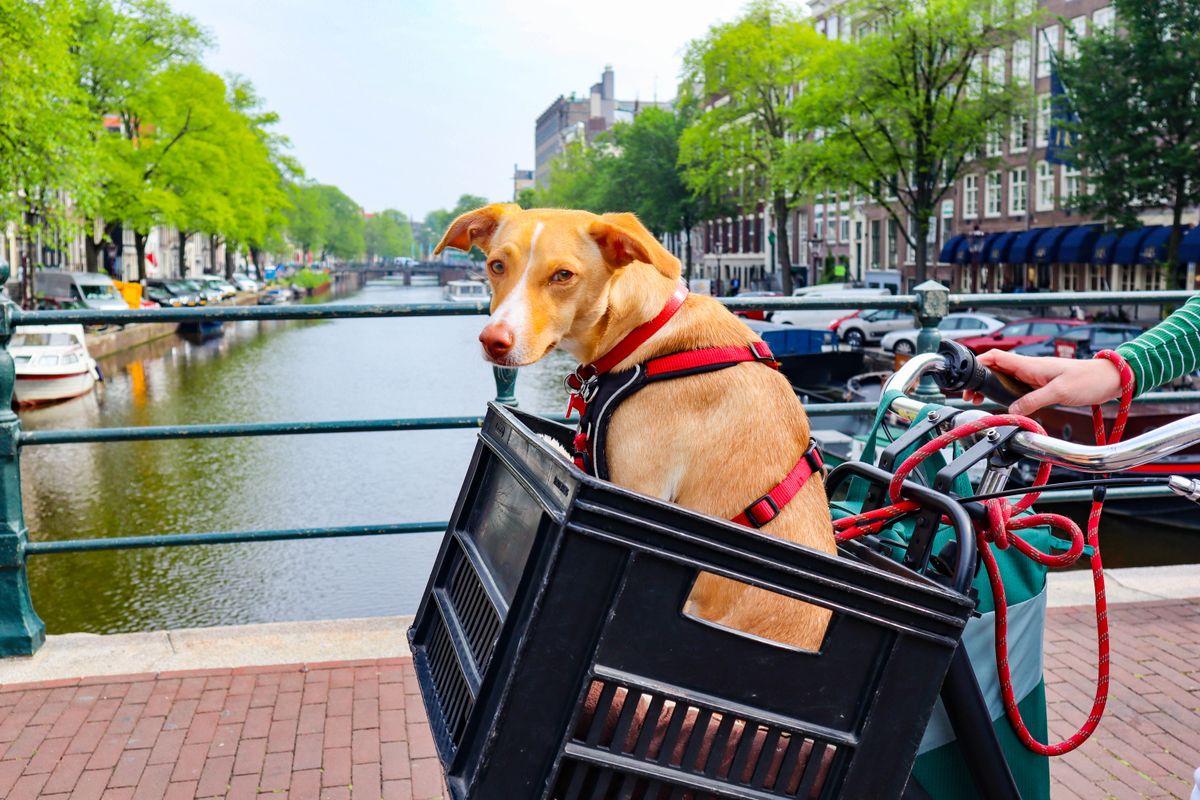 Hund auf einer Transportbox