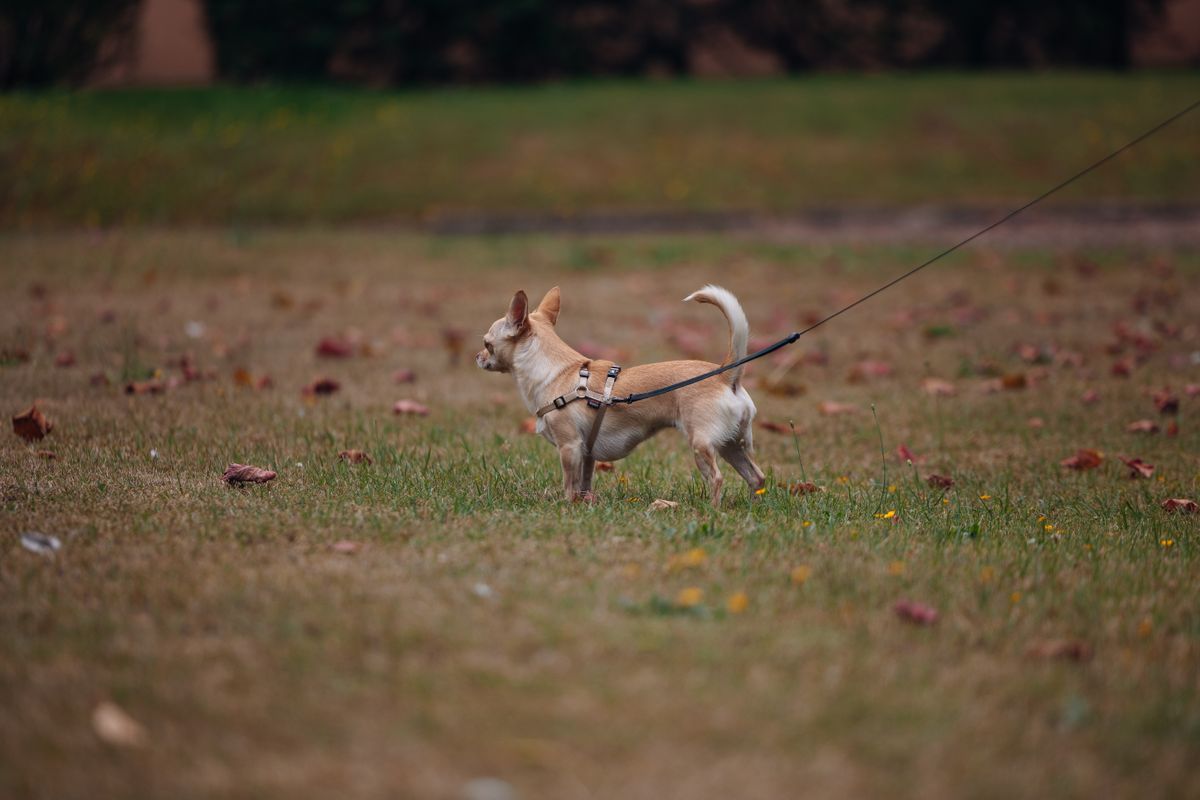 Chihuahua an der Leine schnüffelt entspannt durch einen herbstlichen Park mit Laub