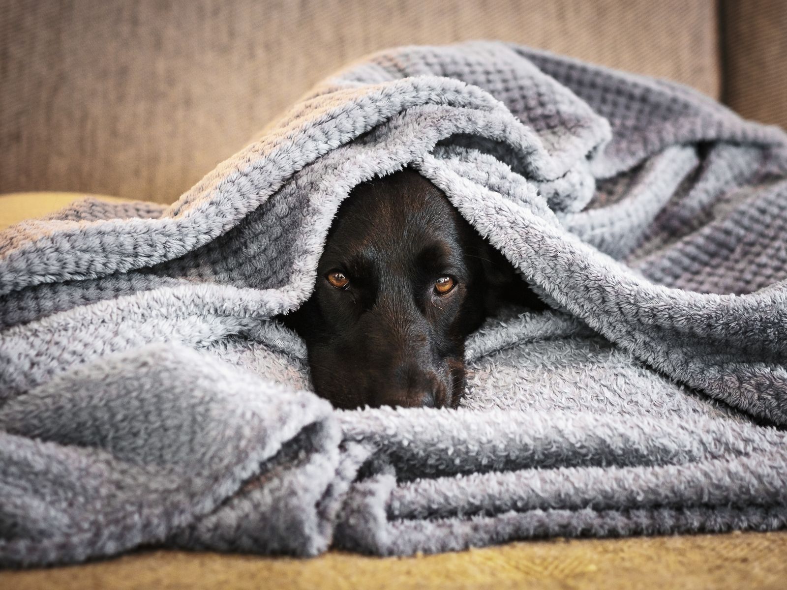 Hund liegt ruhig in eine weiche Decke gewickelt in einer geschützten Ecke der Wohnung
