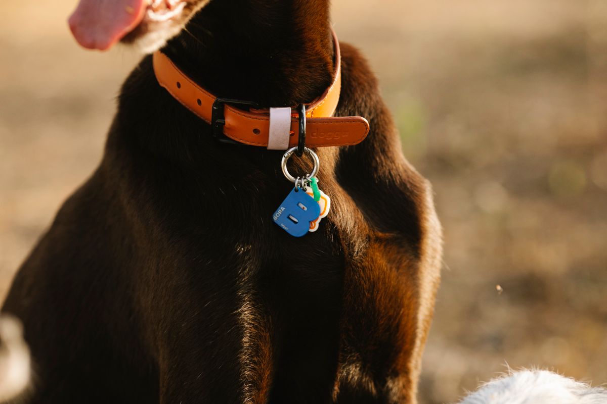 Hund mit Halsband und gut lesbarer Adressmarke