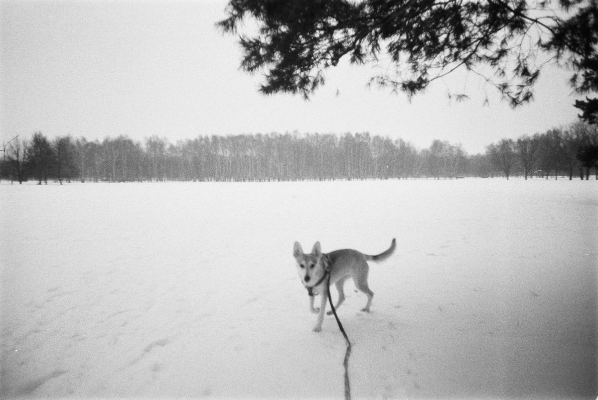 Hund an der Leine bei einem winterlichen Spaziergang