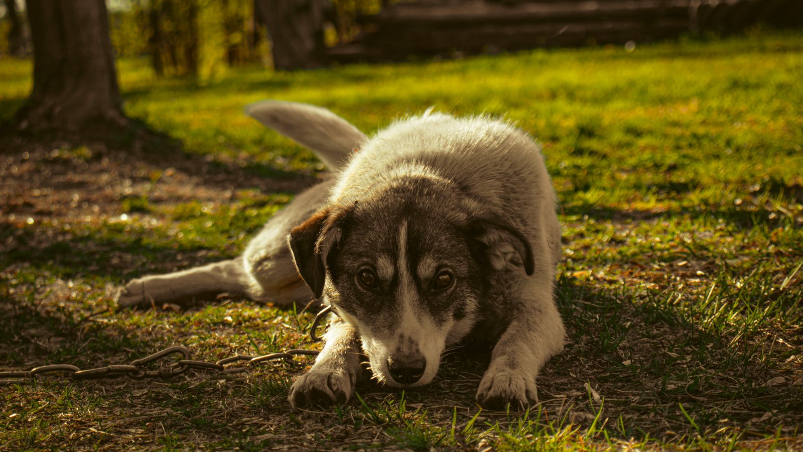 Heller kurzhaariger Hund liegt in der prallen Sommersonne auf einer Wiese